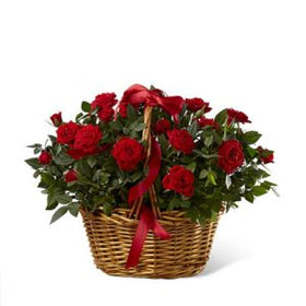 2 dozen Red local Roses in a Basket
