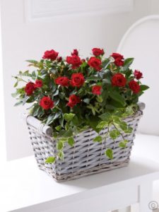 1 dozen Red Holland Roses in a Basket