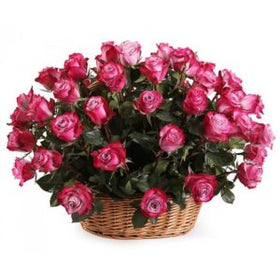 2 dozen Pink Holland Roses in a Basket