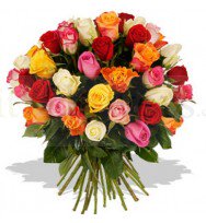 4 Mixed Color of 2 dozen Holland Roses
