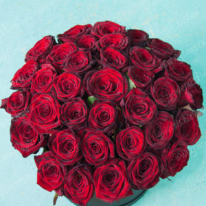 4 dozen Red Holland Rose in a Box | Philblossoms
